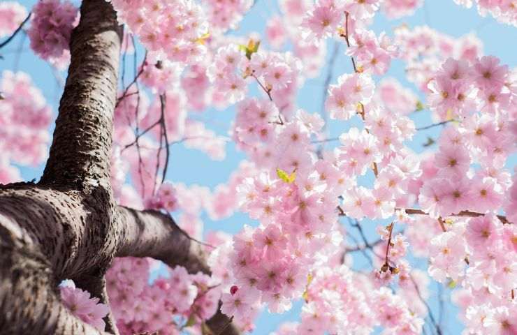 Albero di ciliegio in fiore