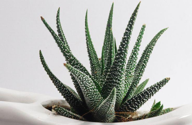 Pianta aloe vera 