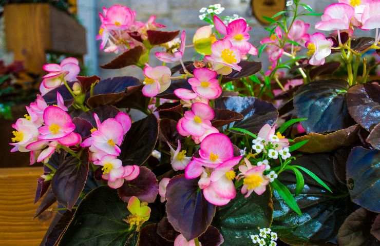 Begonia color rosa coltivata in vaso