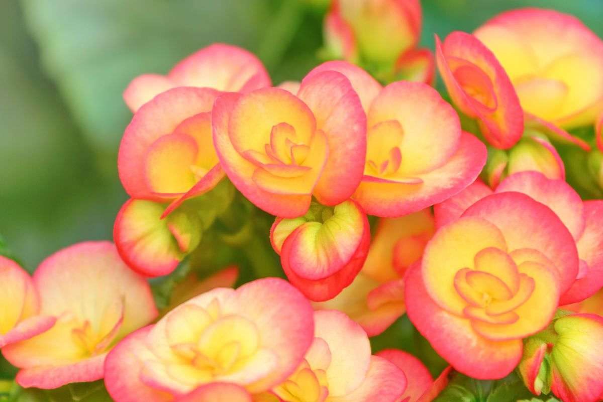 Begonia gigante