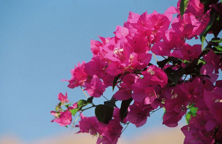 Bouganville fiorita colore rosa