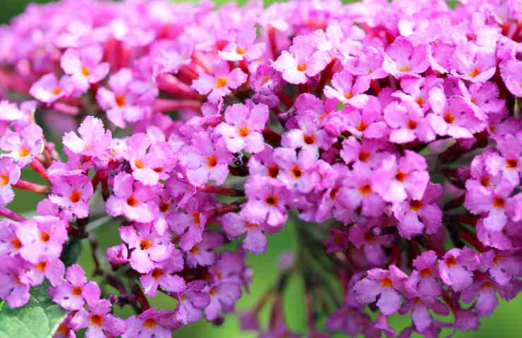 Buddleja davidii