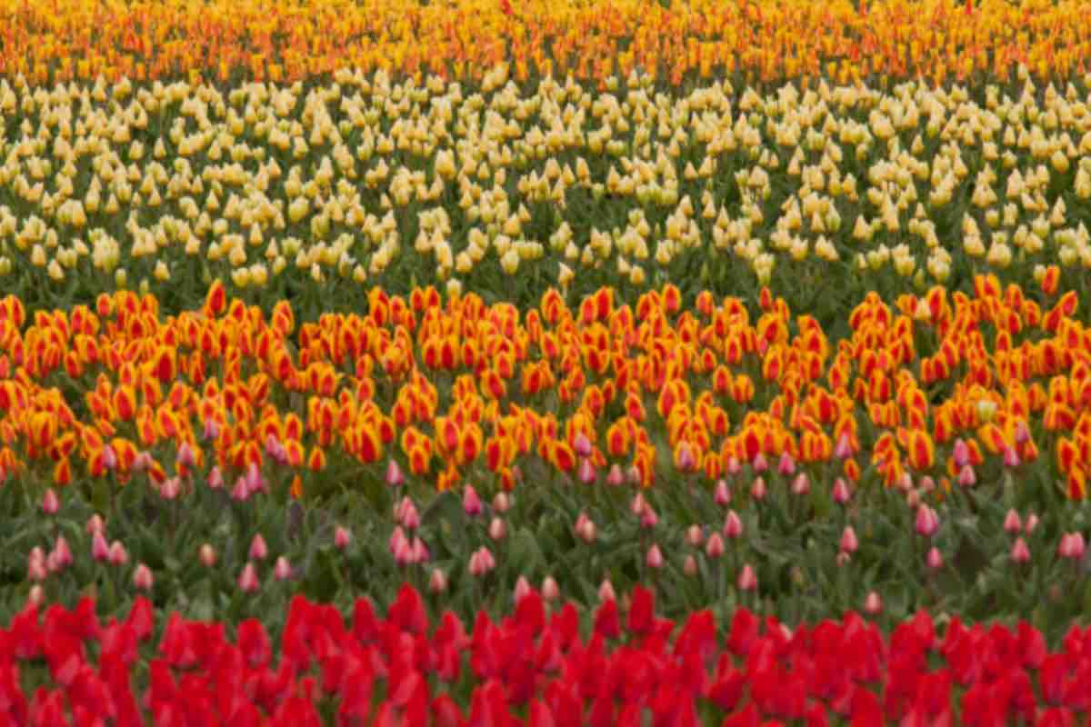 Distesa di tulipani gialli rossi e arancioni