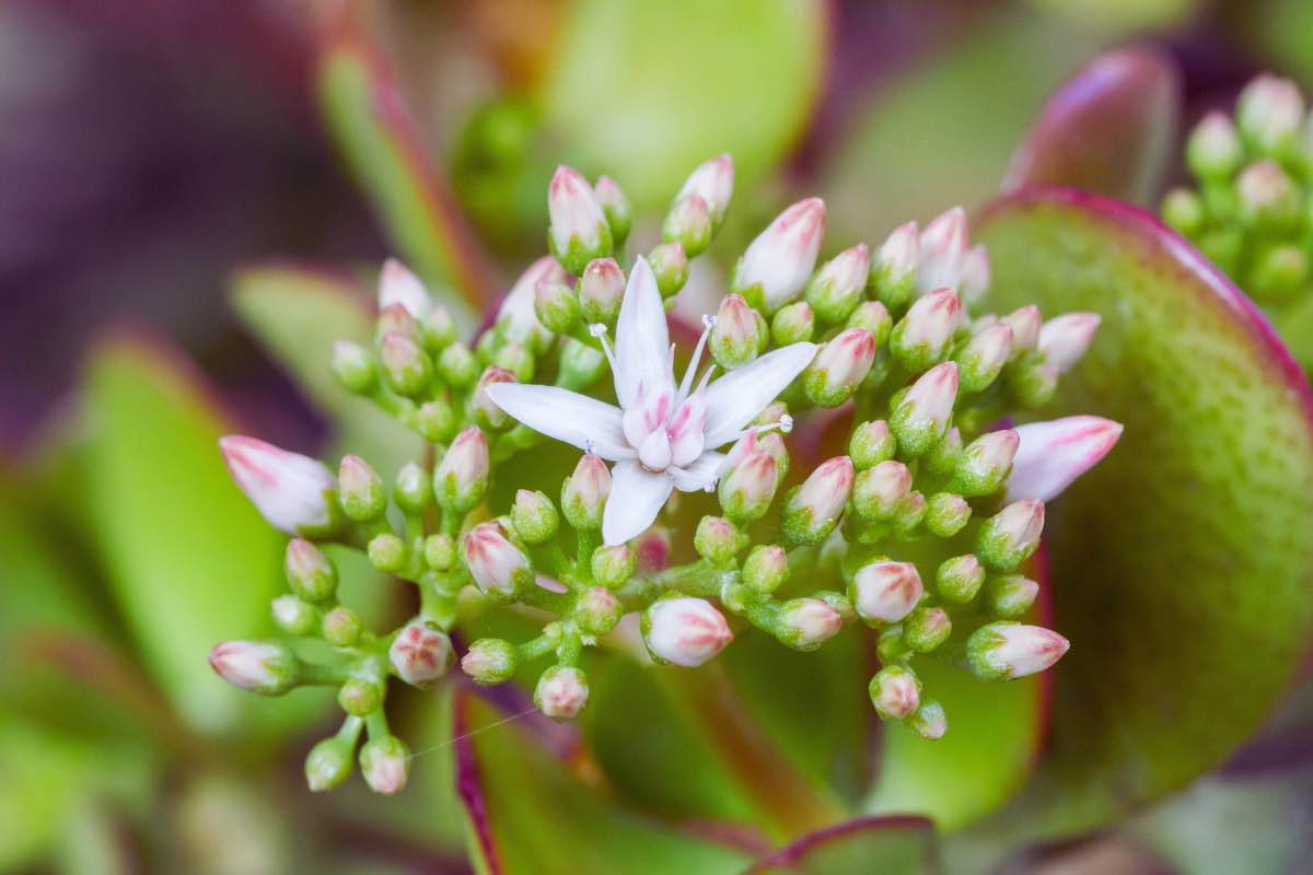 Pianta di Giada con fiore appena sbocciato