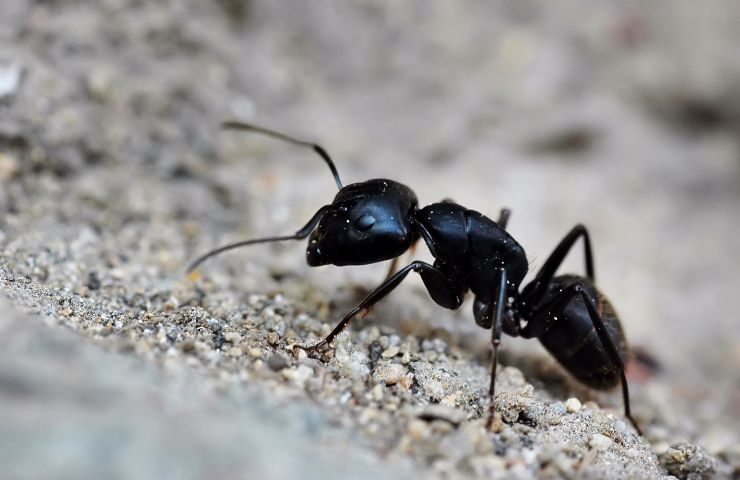 Formica laboriosa 