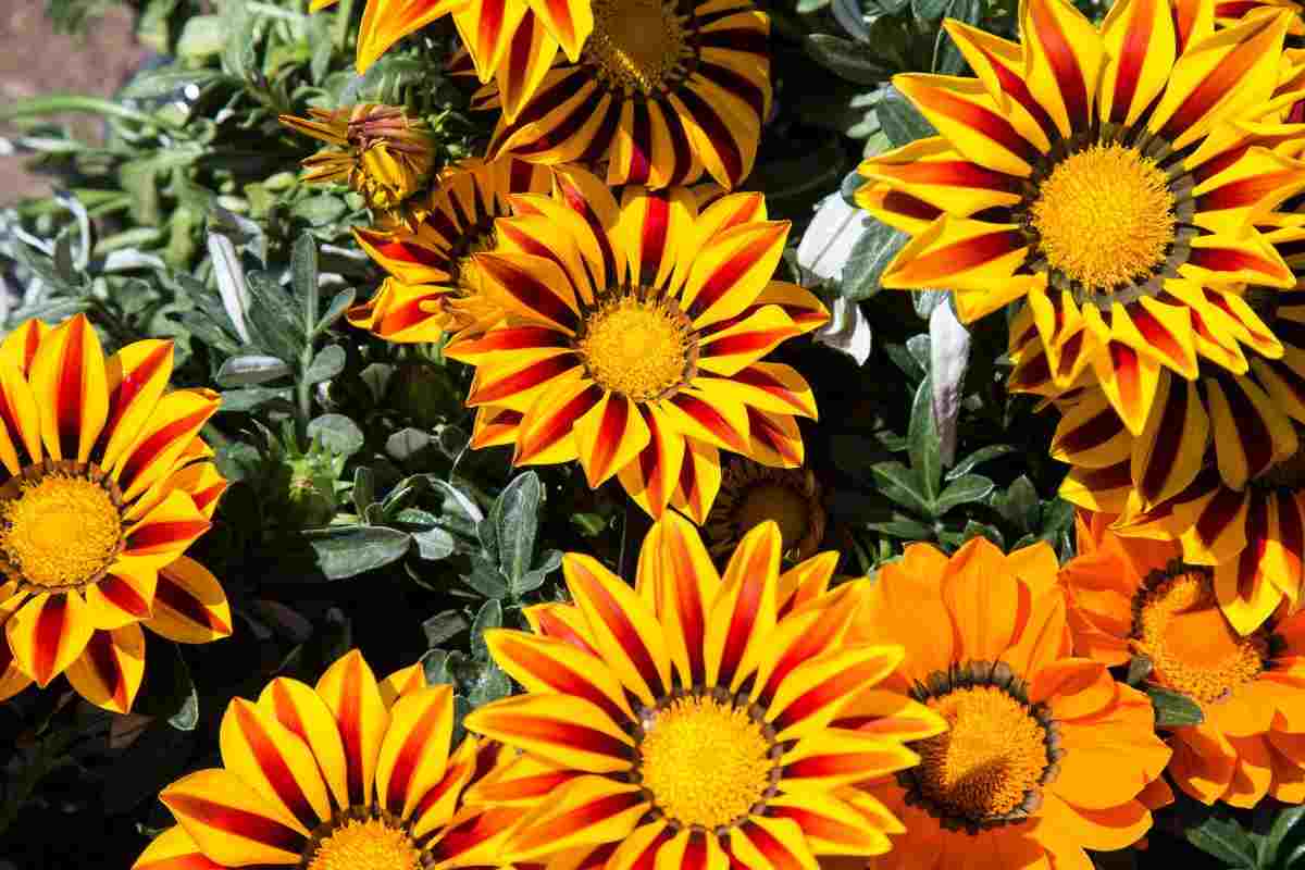 Gazania pianta dell'Africa meridionale