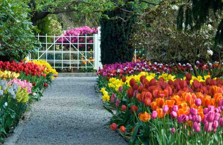Ingresso di un campo di tulipani colorati 
