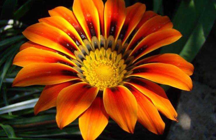 Il fiore della Gazania