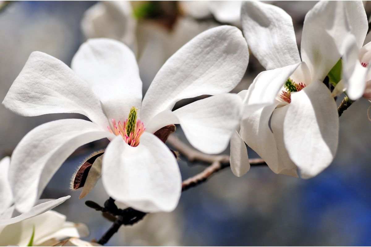 Fiori di Magnolia