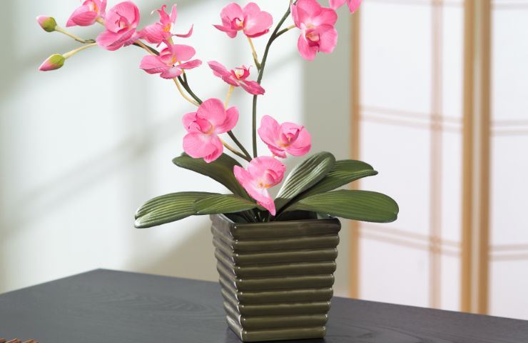 Orchidea rosa in vaso 