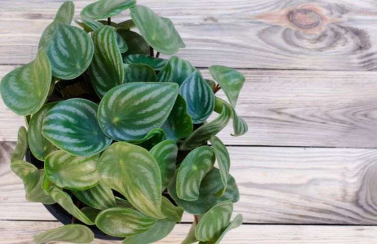 pianta peperomia