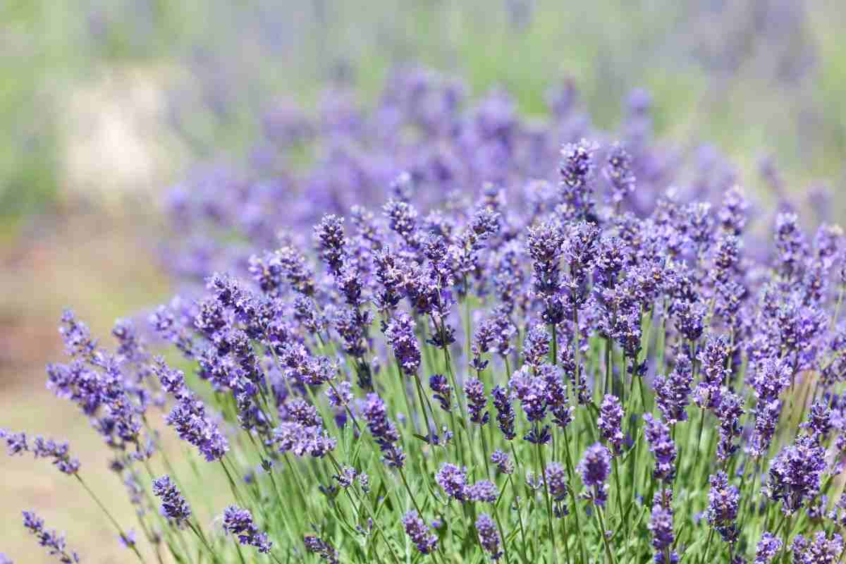 Lavanda