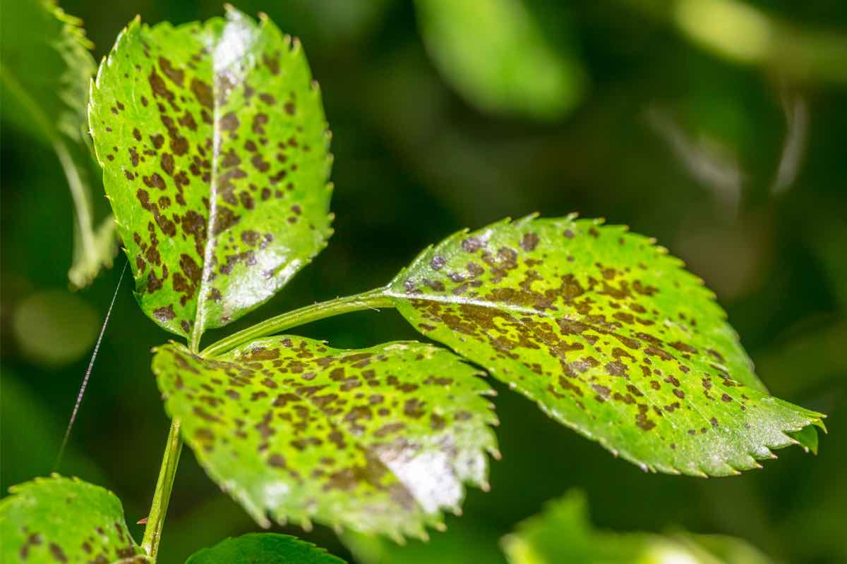 Foglie di una pianta malata con il mal bianco