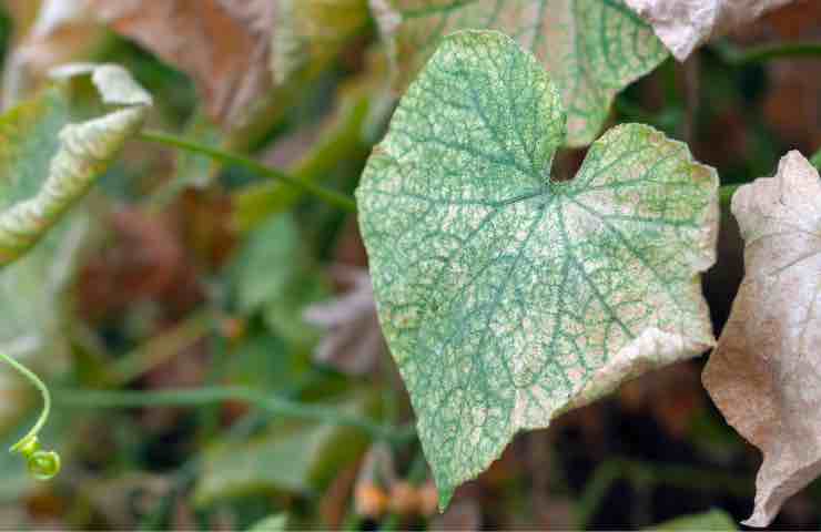 Foglia di piante di cocomero con macchie bianche 