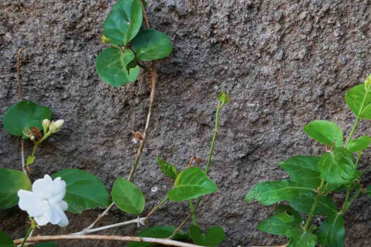 Vite di piante rampicanti di gelsomino