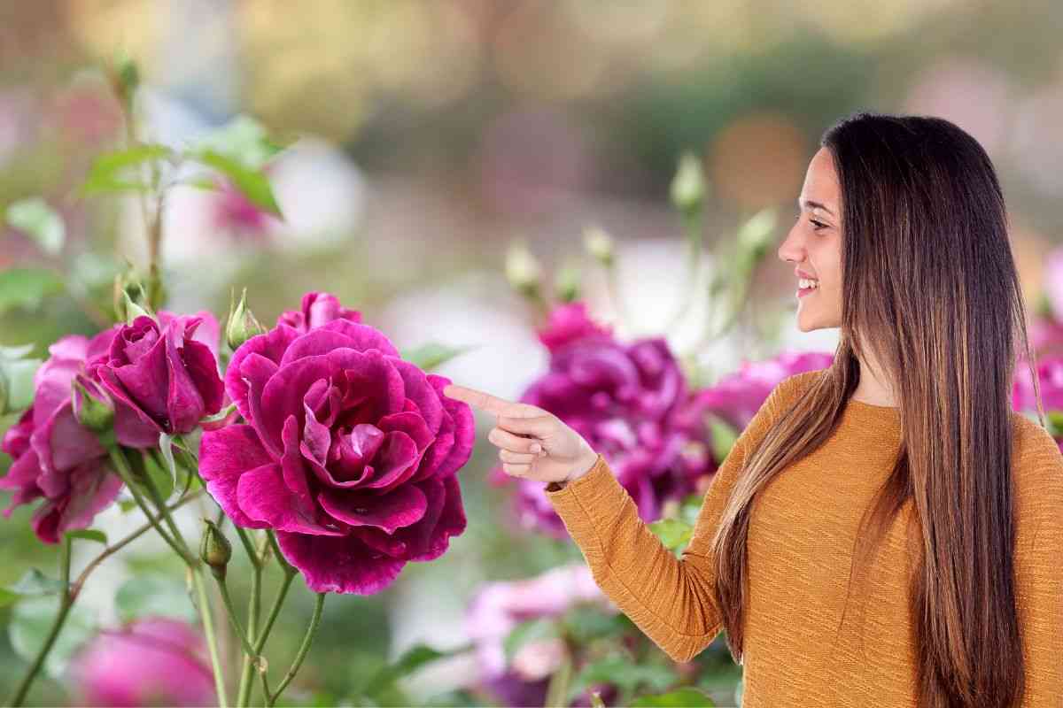 Pianta di rose coltivata in giardino