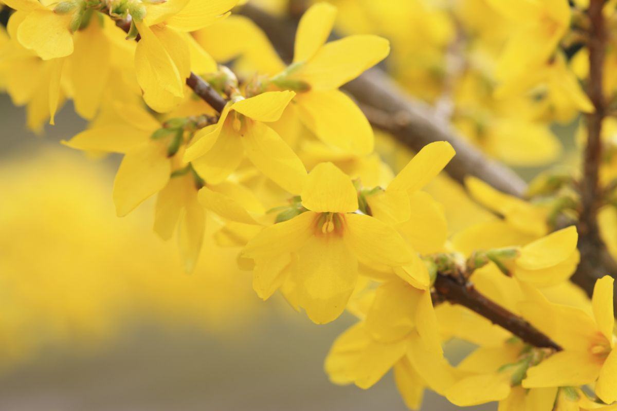 Pianta forsythia