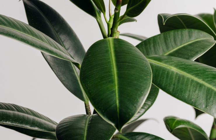 Foglie verdi di una pianta di Ficus domestica