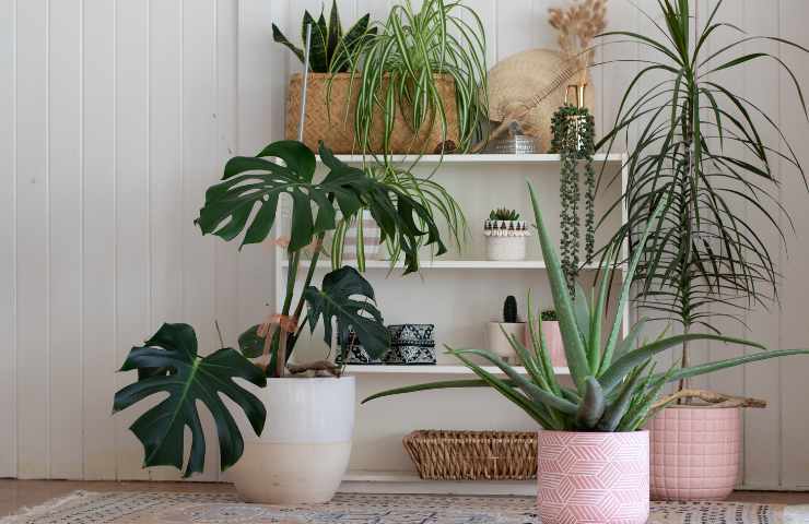 Piante