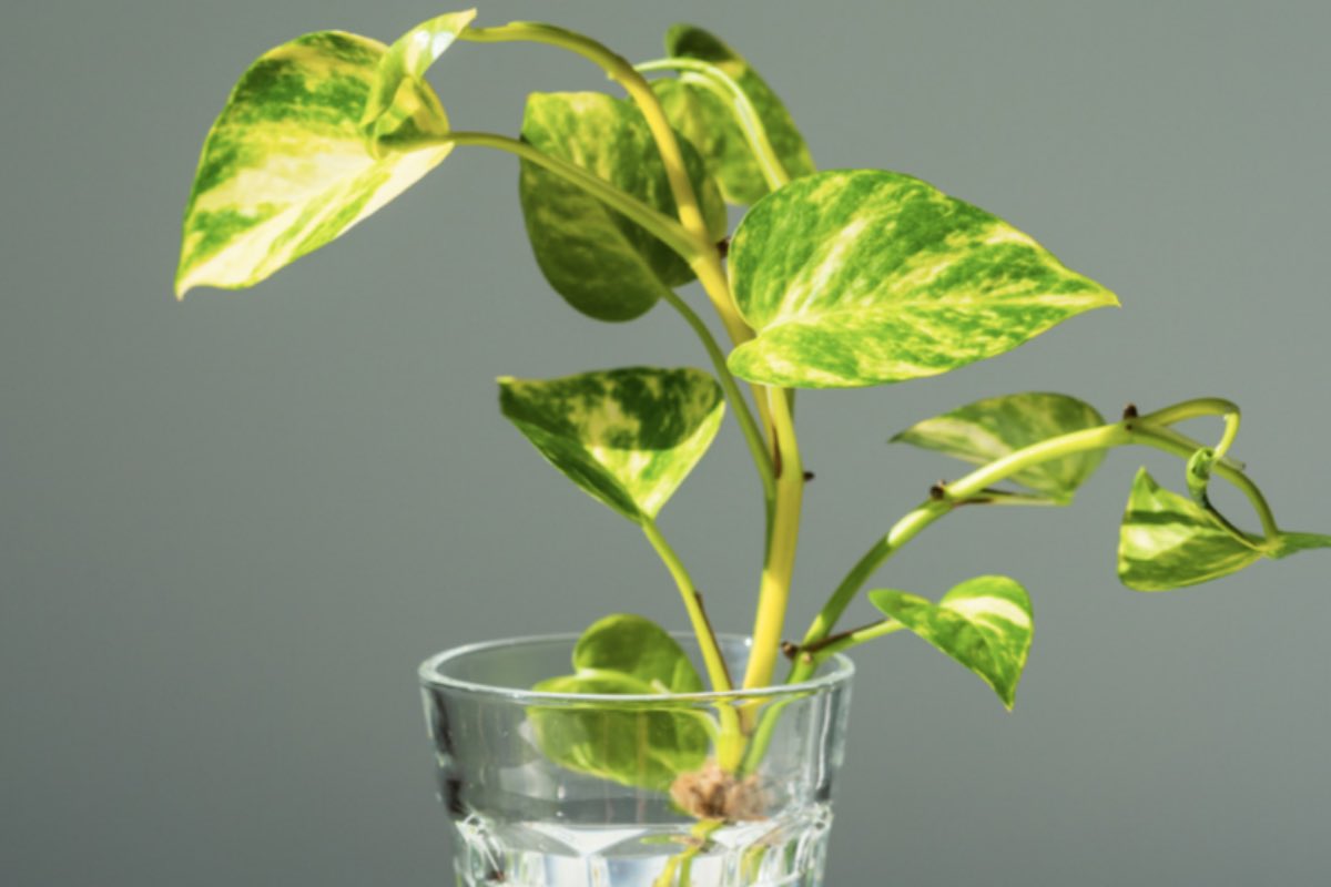 Piccolo ramo di Pothos in un bicchiere d’acqua