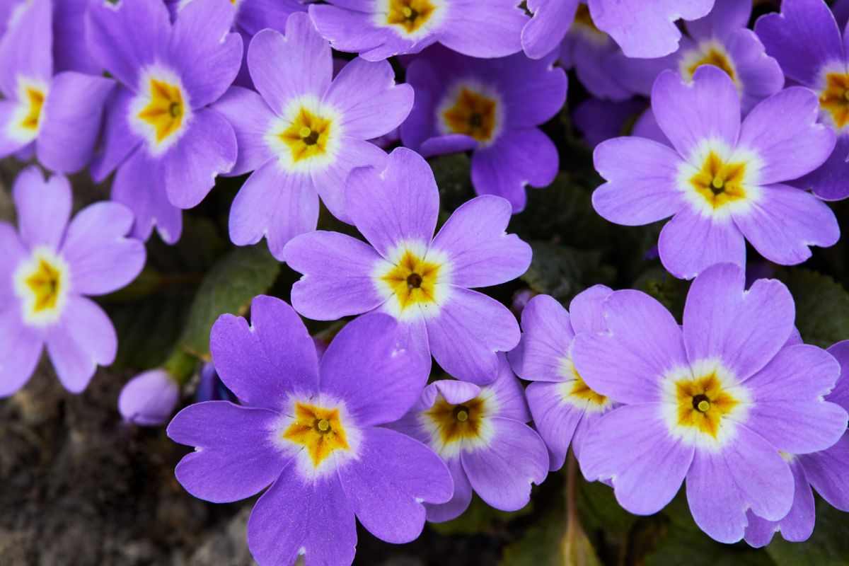 Primula viola