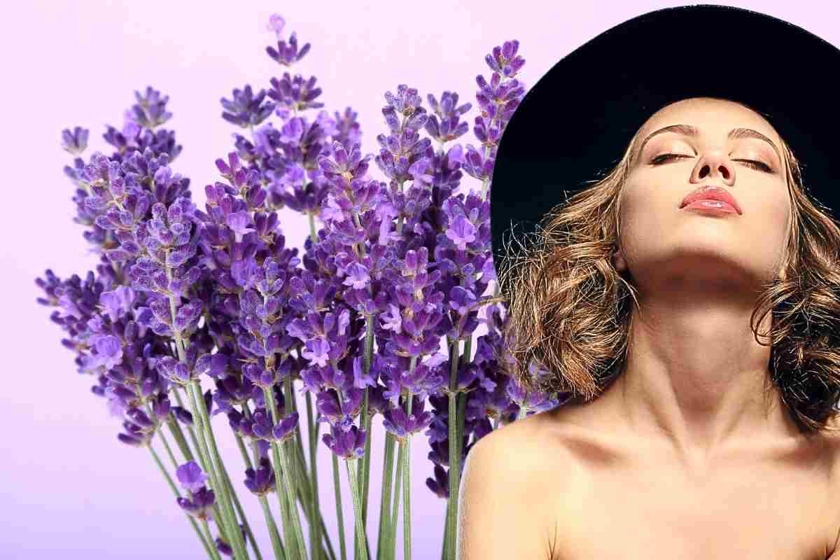 Profumo di lavanda