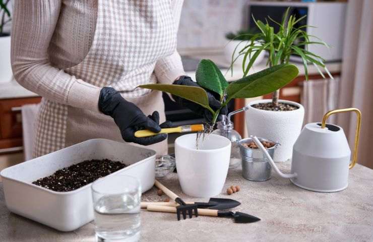 Ragazza coltiva piante in casa