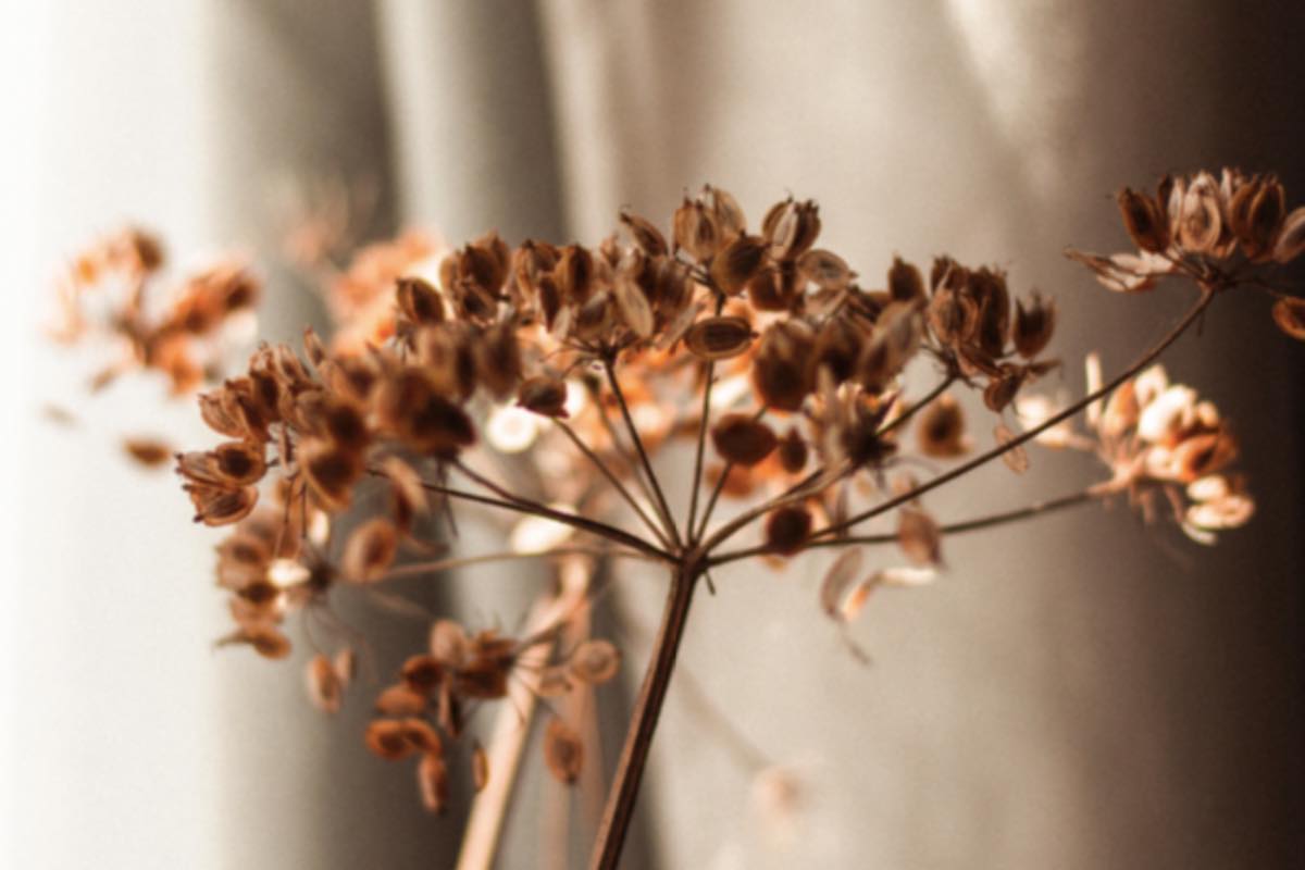 Fiori secchi su stelo marrone in casa