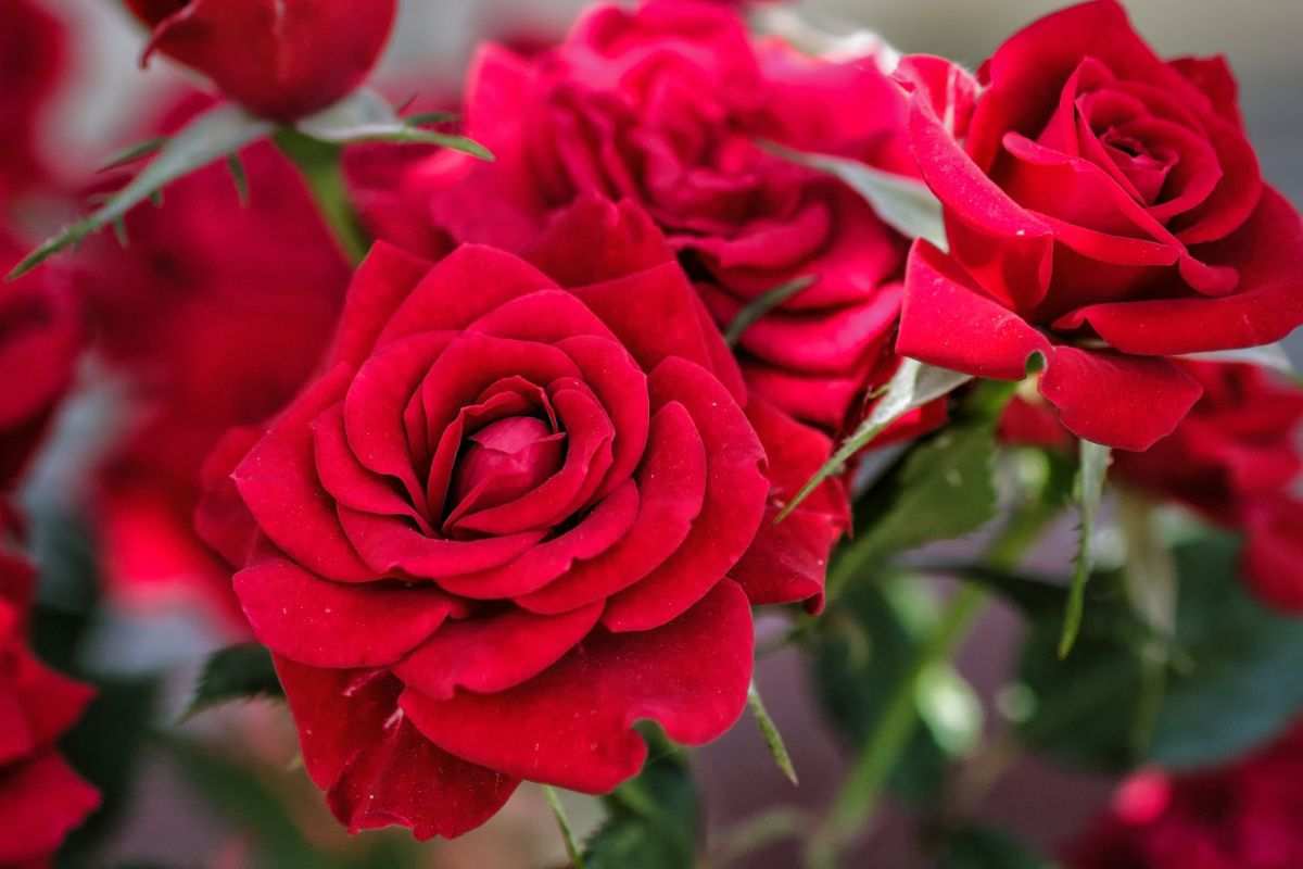 Rose rosse