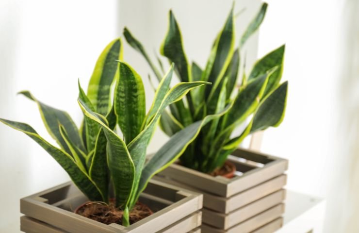 sansevieria