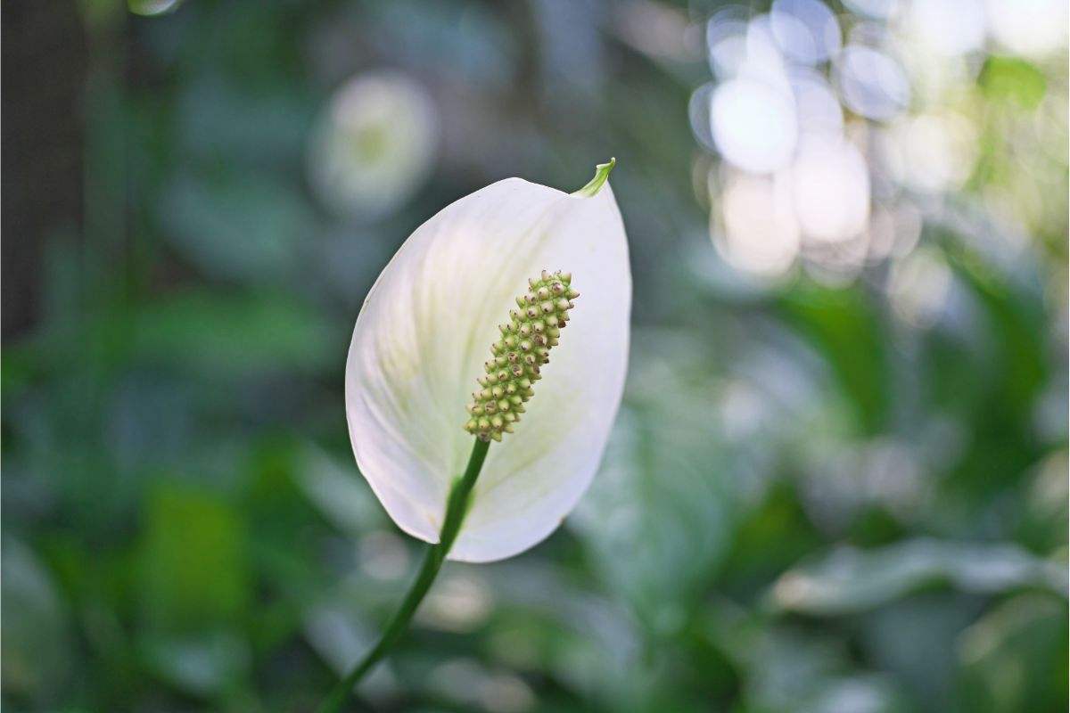 Fiore pianta spatifillo