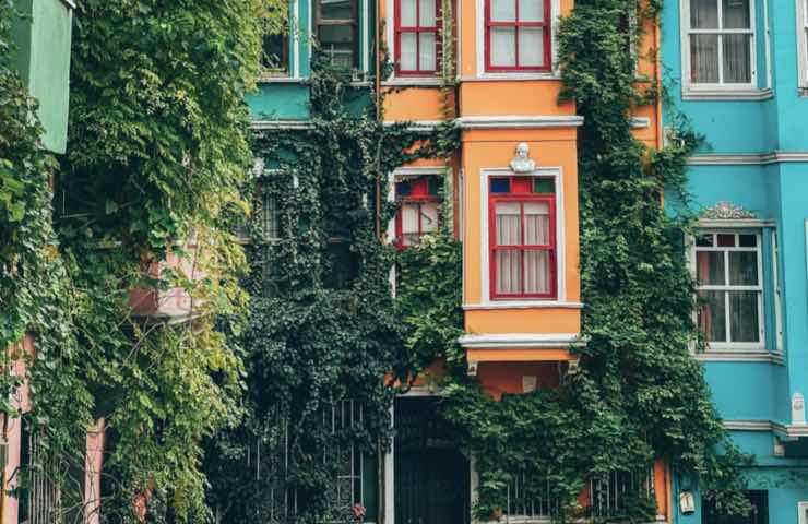 Piante verdi rampicanti su case colorate