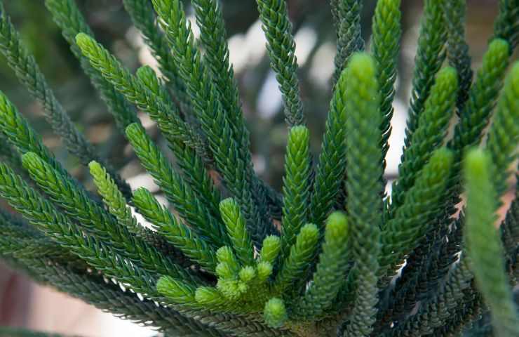 pianta araucaria