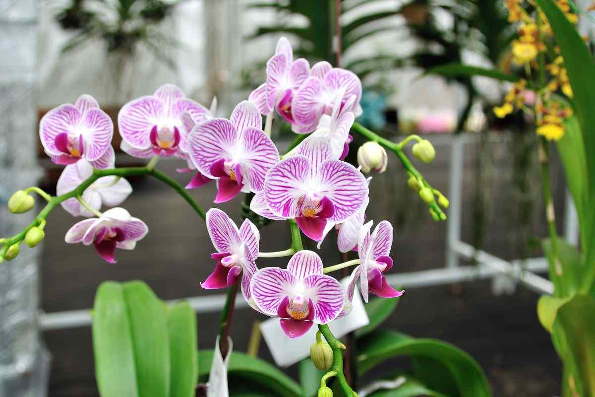 coltivazione orchidea Phalaenopsis