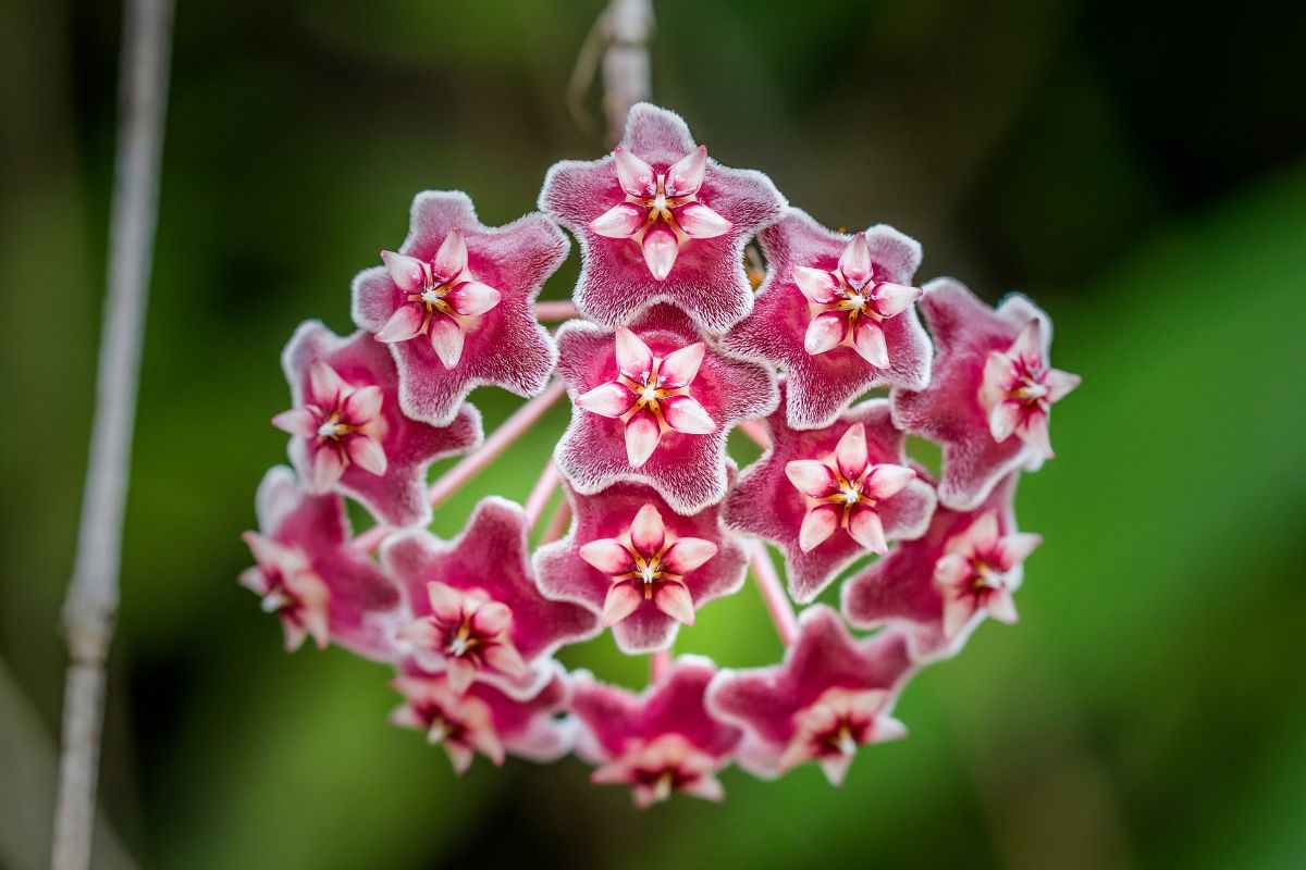 hoya pianta