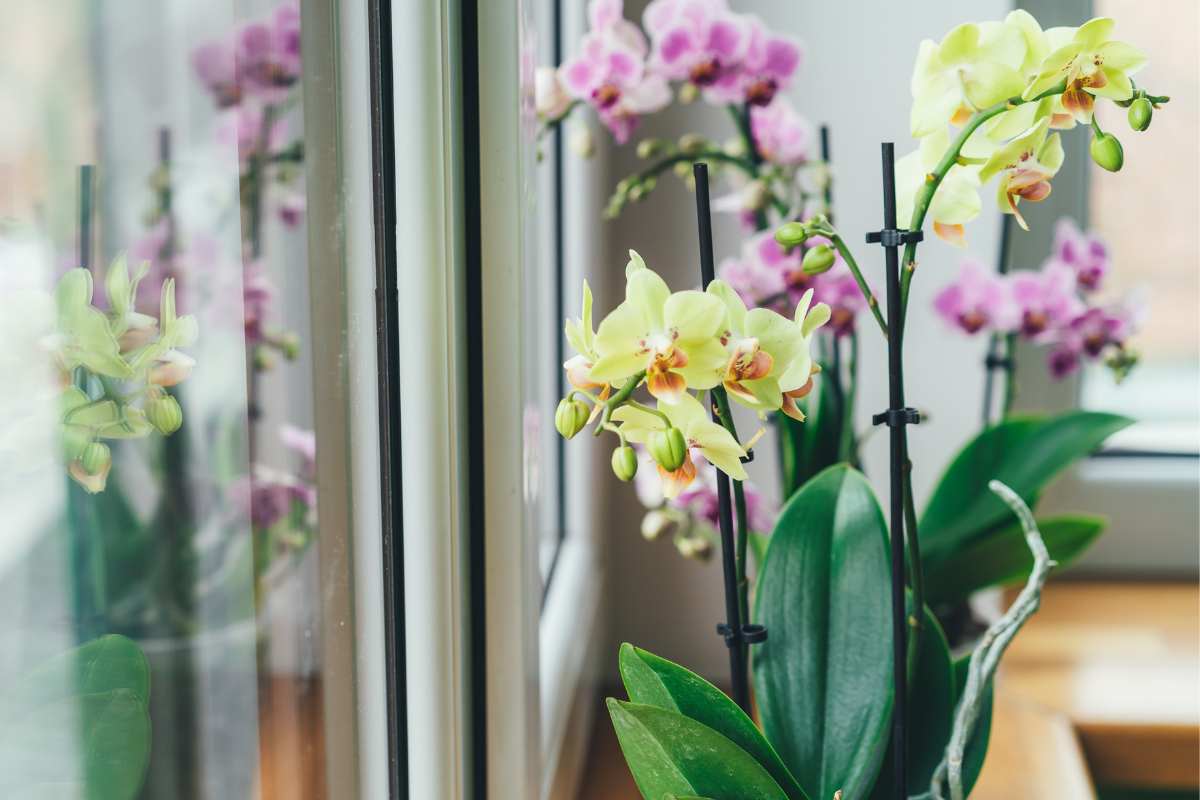 metodo idrocoltura orchidee