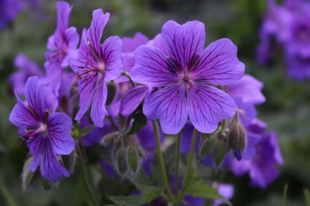 viole varietà e cura del fiore della primavera