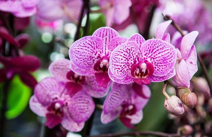 fioritura orchidea