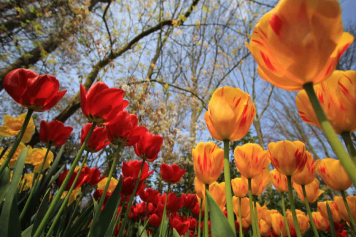 festival di Keukenhof olanda