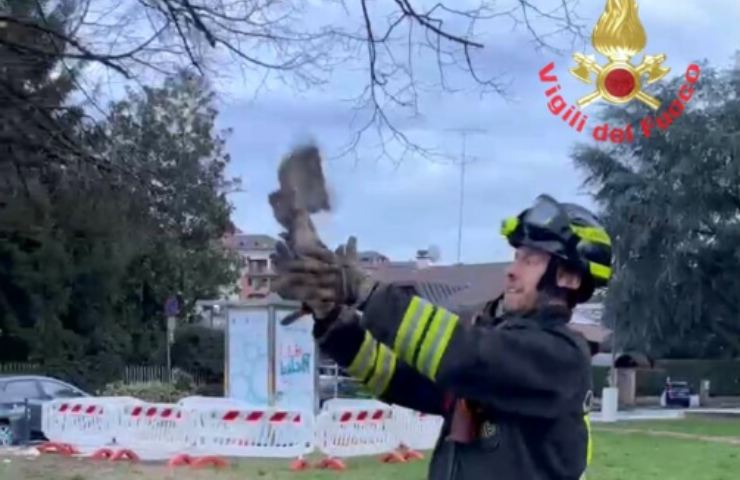 vigile del fuoco libera il gufo entrato nella villetta dal camino