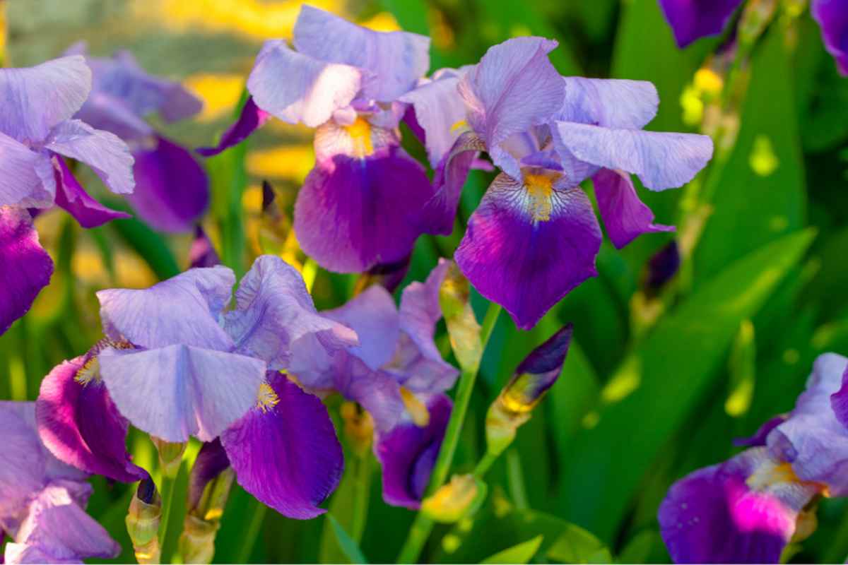 iris colorato