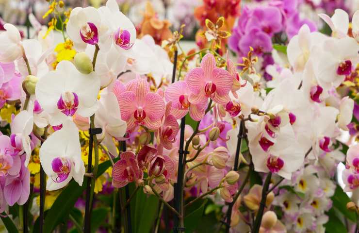 orchidee fiori