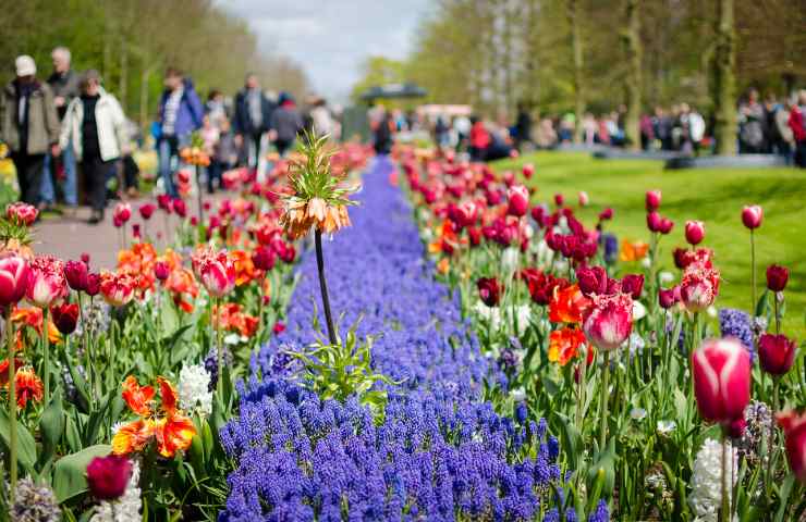 il festival dei tulipani olandese date 2024