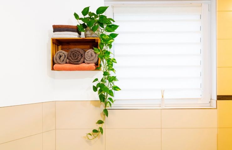 pothos bagno