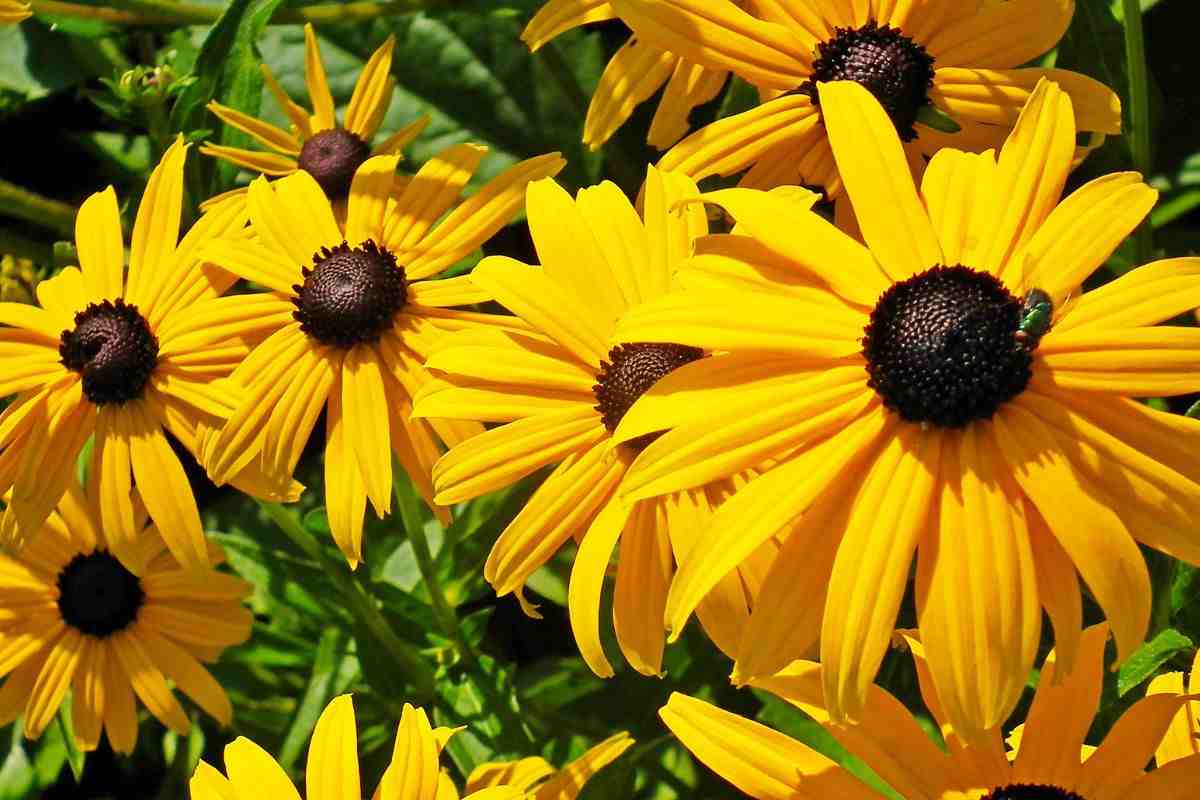 coltivare rudbeckia come si fa