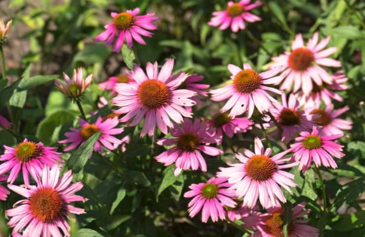 rudbeckia fioritura