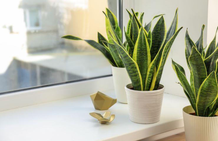 sansevieria bagno umido