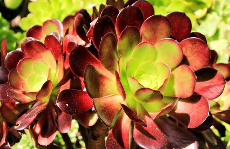 Aeonium nobile 