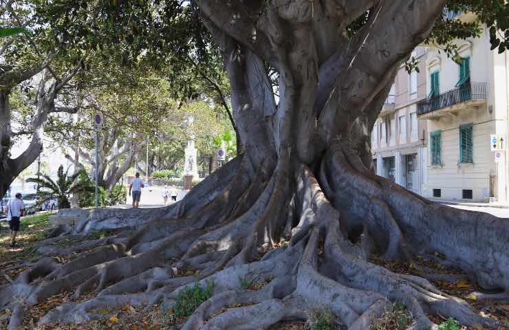 Grande fico sul lungomare di Reggio in primavera