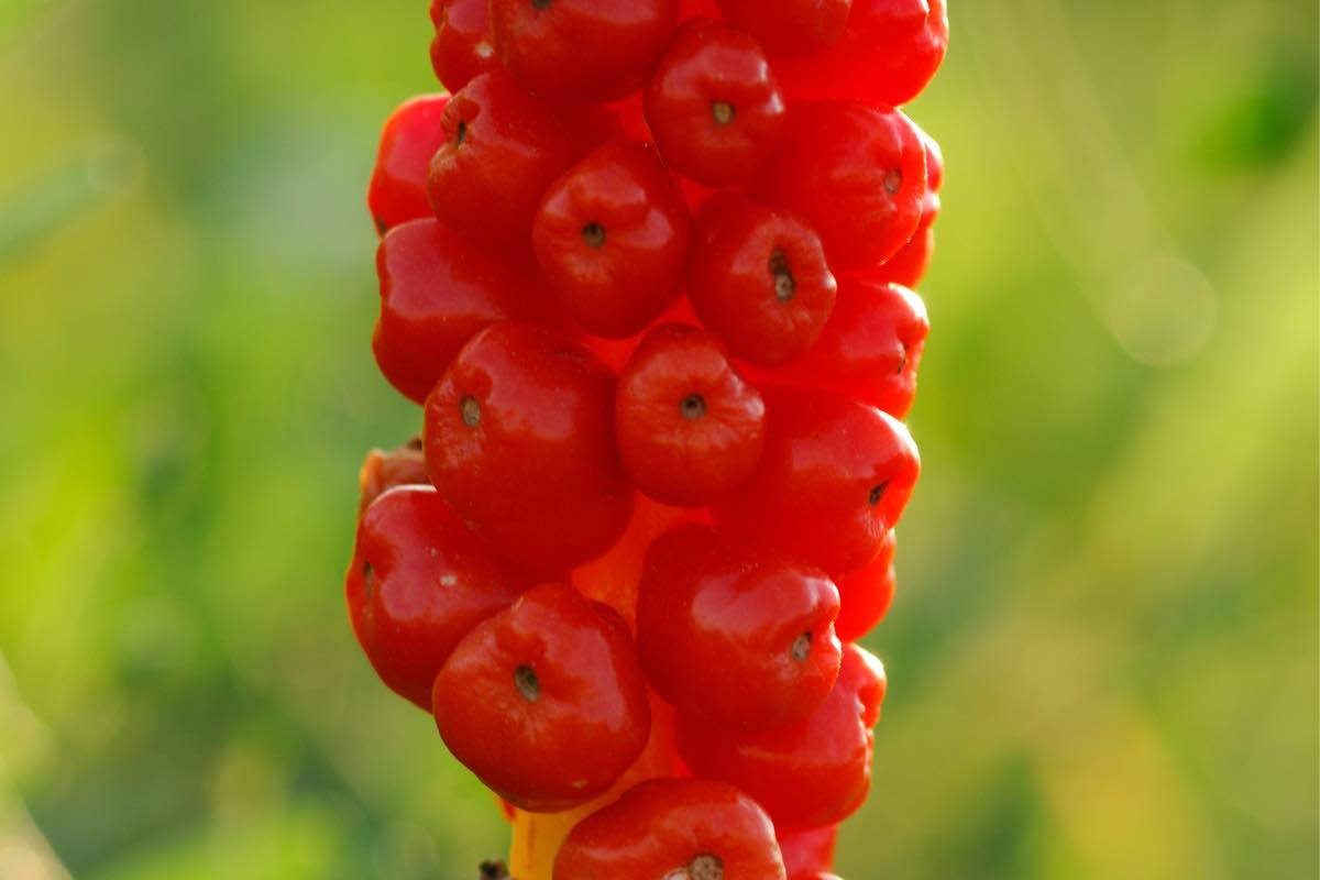 Bacche rosse di piante velenose in natura